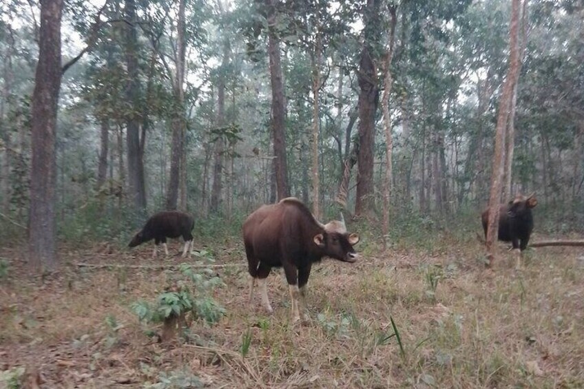 Chitwan National Park PVT. Jeep Safari untouched Side from Madi