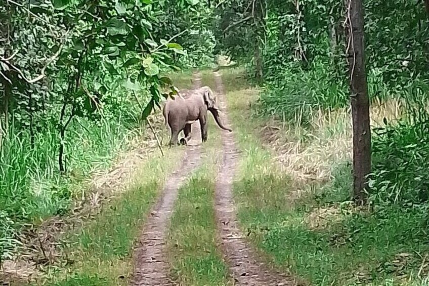 Elephant Ronaldo