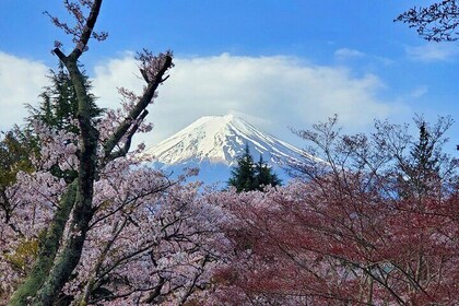 Guided Mount Fuji Private Tour GREEN NUMBER PLATES