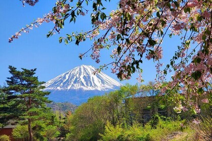 Guided Mount Fuji Private Tour GREEN NUMBER PLATES