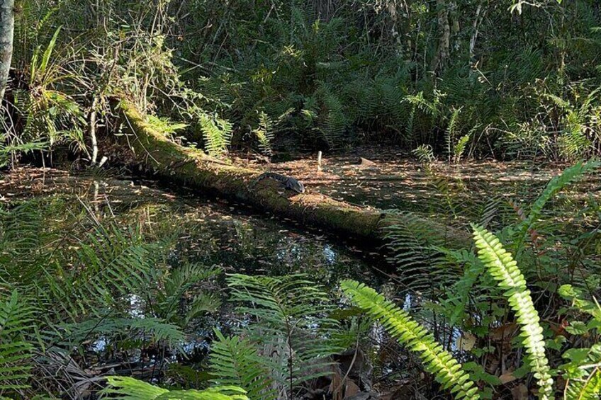 6 Hour Safari Style Jeep Tour Into the Everglades in Florida