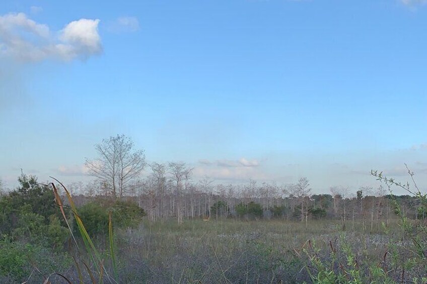 6 Hour Safari Style Jeep Tour Into the Everglades in Florida