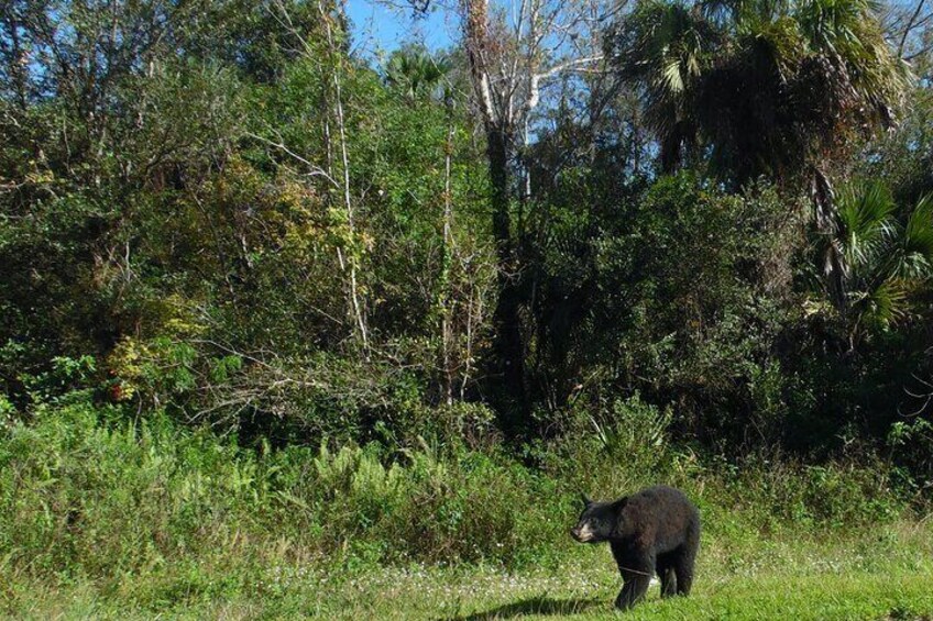 6 Hour Safari Style Jeep Tour Into the Everglades in Florida