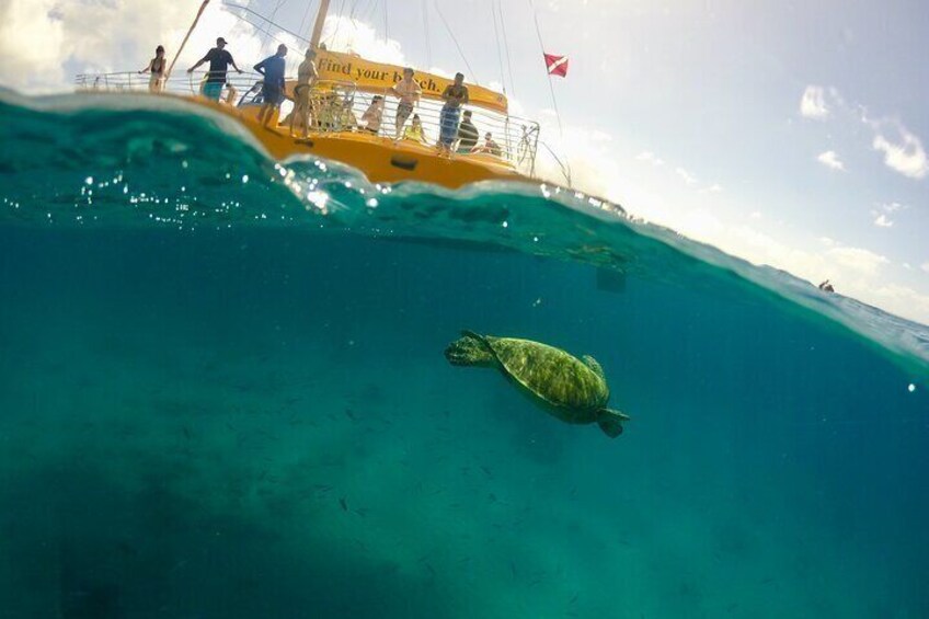 Swim and sail turtle sighting!