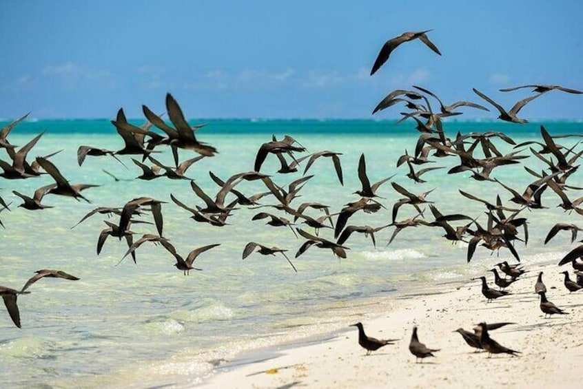 The birds of Tetiaroa