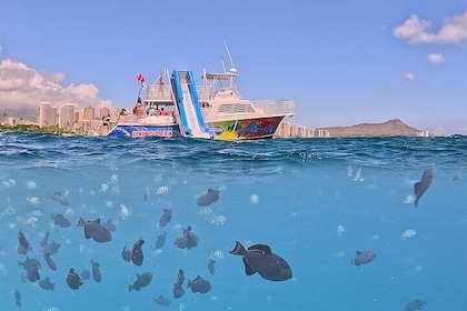 Luxe snorkel- en wildlifecruise in Waikiki