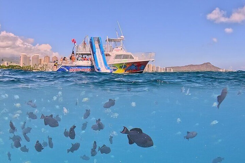 Deluxe Snorkel and Wildlife Cruise in Waikiki