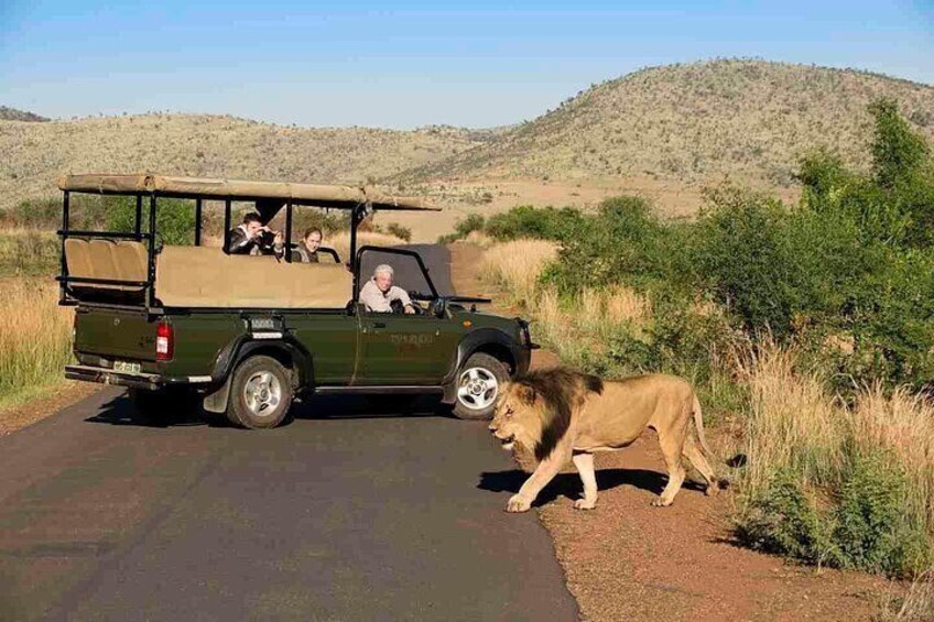 3-Hour Private Game Drive in Pilanesberg National Park