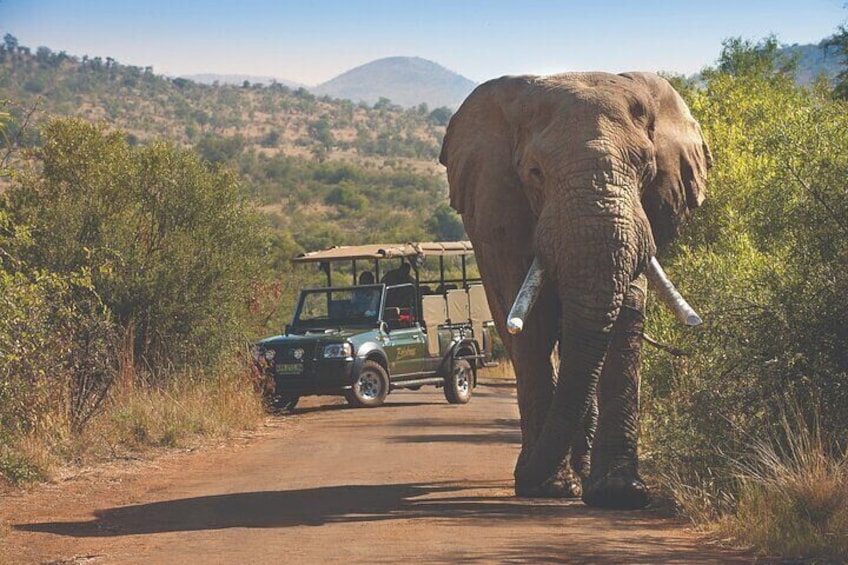 3-Hour Private Game Drive in Pilanesberg National Park