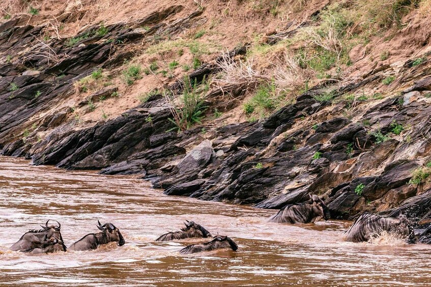 Picture 26 for Activity From Nairobi: 3-Day/2-Night Maasai Mara Group Safari