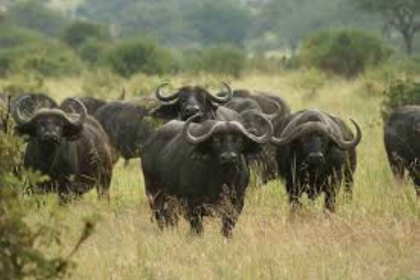 Picture 59 for Activity From Nairobi: 3-Day/2-Night Maasai Mara Group Safari