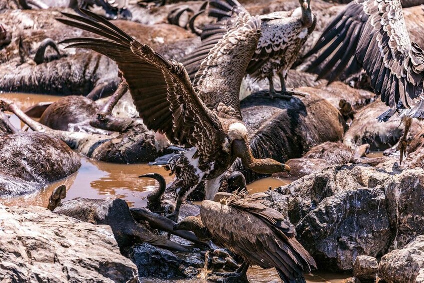 Picture 25 for Activity From Nairobi: 3-Day/2-Night Maasai Mara Group Safari