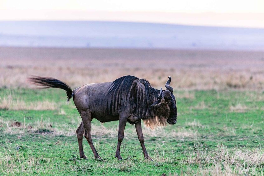 Picture 34 for Activity From Nairobi: 3-Day/2-Night Maasai Mara Group Safari