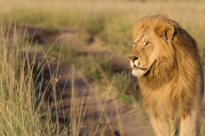 Au départ de Nairobi : Safari en groupe de 3 jours/2 nuits dans le Maasai M...