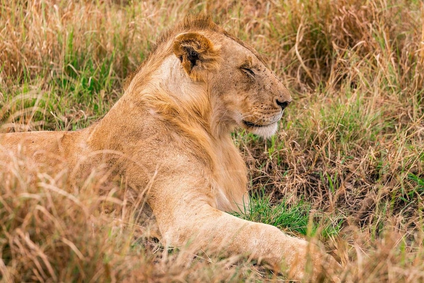 Picture 22 for Activity From Nairobi: 3-Day/2-Night Maasai Mara Group Safari