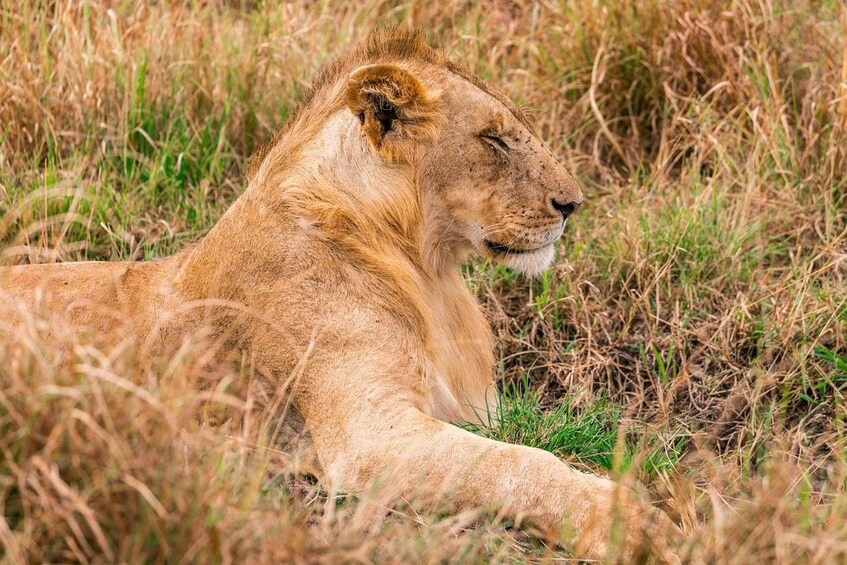 Picture 22 for Activity From Nairobi: 3-Day/2-Night Maasai Mara Group Safari