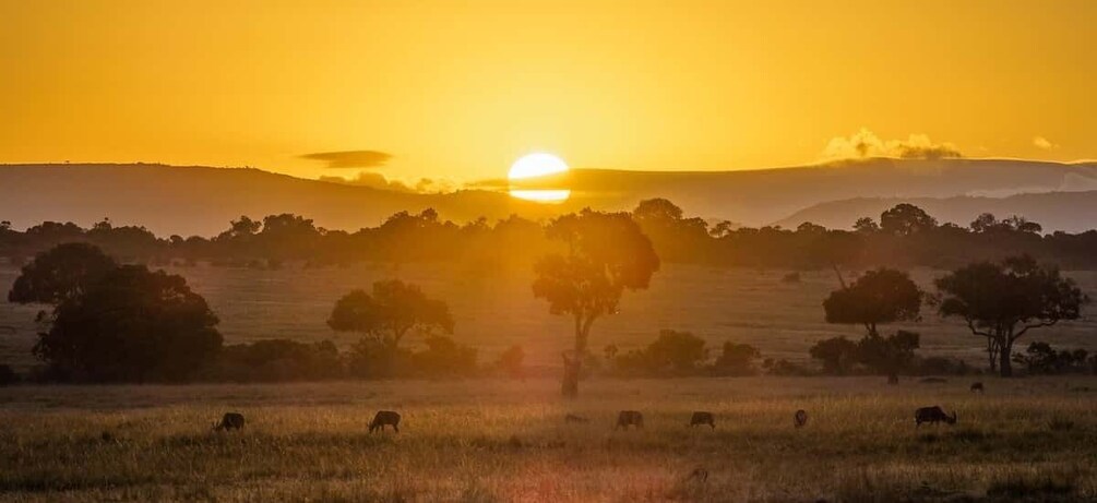Picture 1 for Activity From Nairobi: 3-Day/2-Night Maasai Mara Group Safari