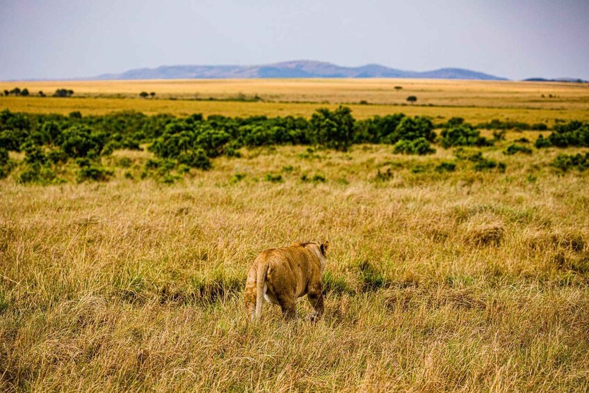 Picture 29 for Activity From Nairobi: 3-Day/2-Night Maasai Mara Group Safari