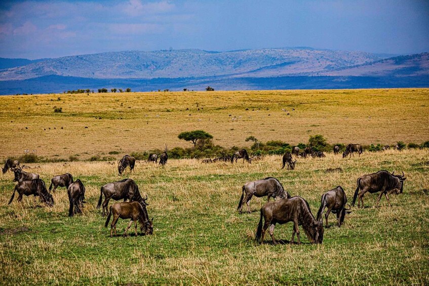 Picture 28 for Activity From Nairobi: 3-Day/2-Night Maasai Mara Group Safari