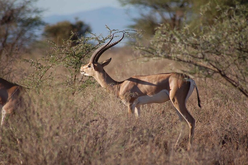 Picture 12 for Activity From Nairobi: 3-Day/2-Night Maasai Mara Group Safari