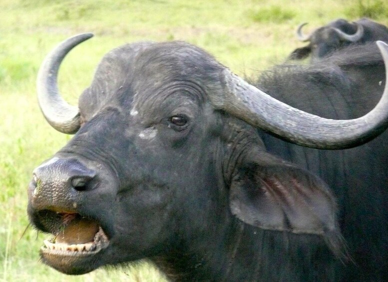 Picture 10 for Activity 4 day safari in Masaai Mara and Lake Nakuru National Park