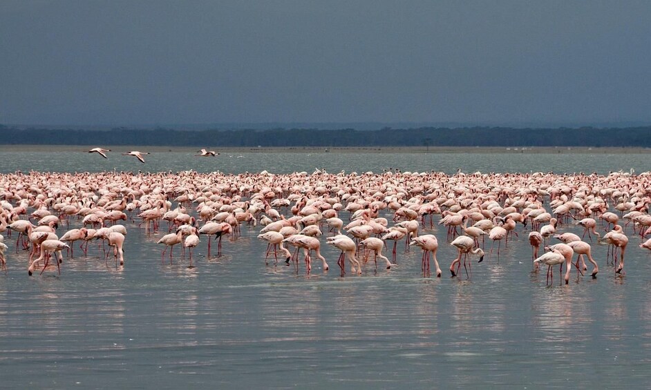 Picture 12 for Activity 4 day safari in Masaai Mara and Lake Nakuru National Park