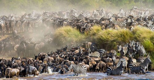 4 days Group safari in Masaai Mara and Lake Nakuru Park