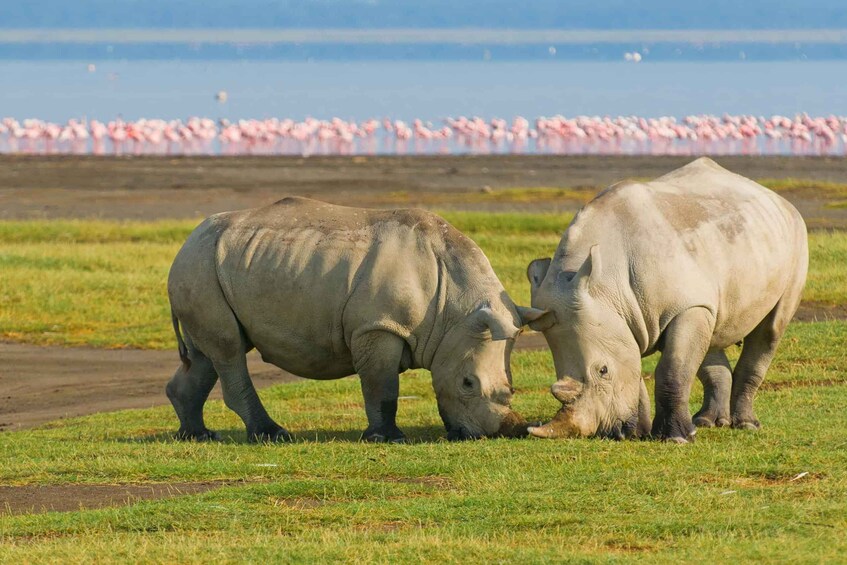 Picture 3 for Activity 4 day safari in Masaai Mara and Lake Nakuru National Park