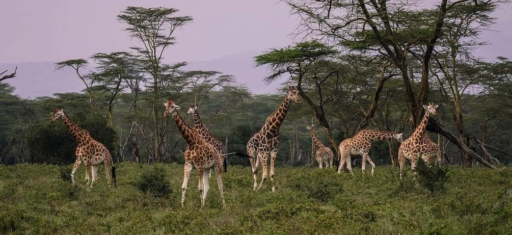 Picture 20 for Activity 4 day safari in Masaai Mara and Lake Nakuru National Park