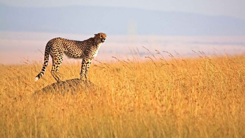 Picture 1 for Activity 4 day safari in Masaai Mara and Lake Nakuru National Park