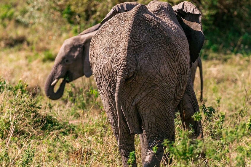 Picture 29 for Activity 4 day safari in Masaai Mara and Lake Nakuru National Park