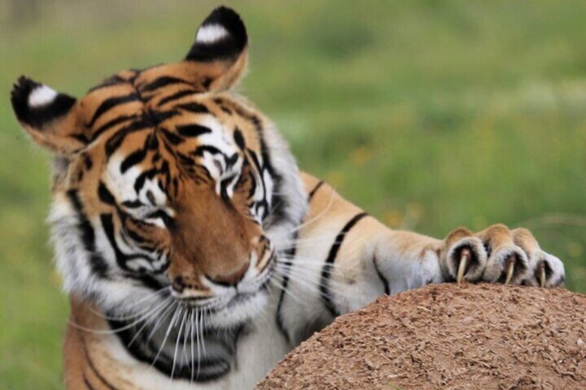 Lionsrock Big Cat Sanctuary Enrichment Activity 