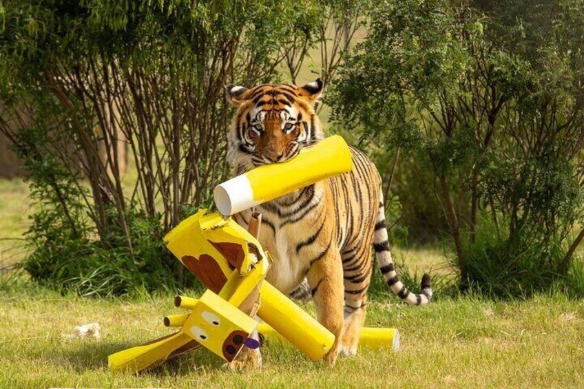 Lionsrock Big Cat Sanctuary Enrichment Activity 