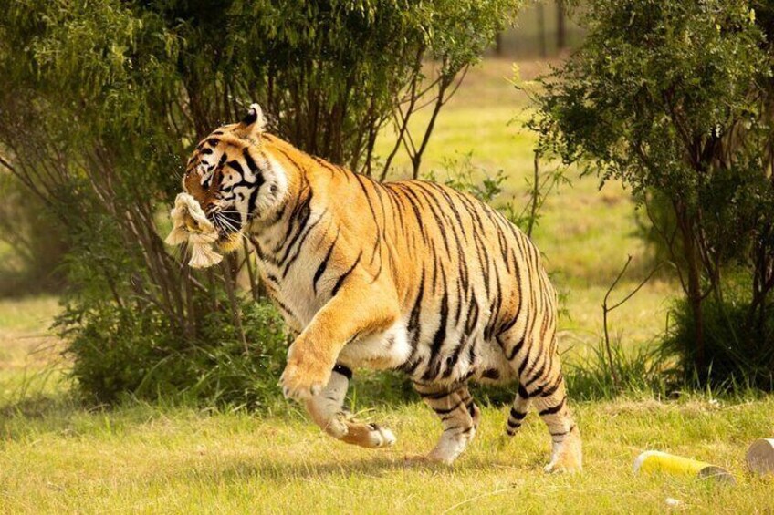 Lionsrock Big Cat Sanctuary Enrichment Activity 