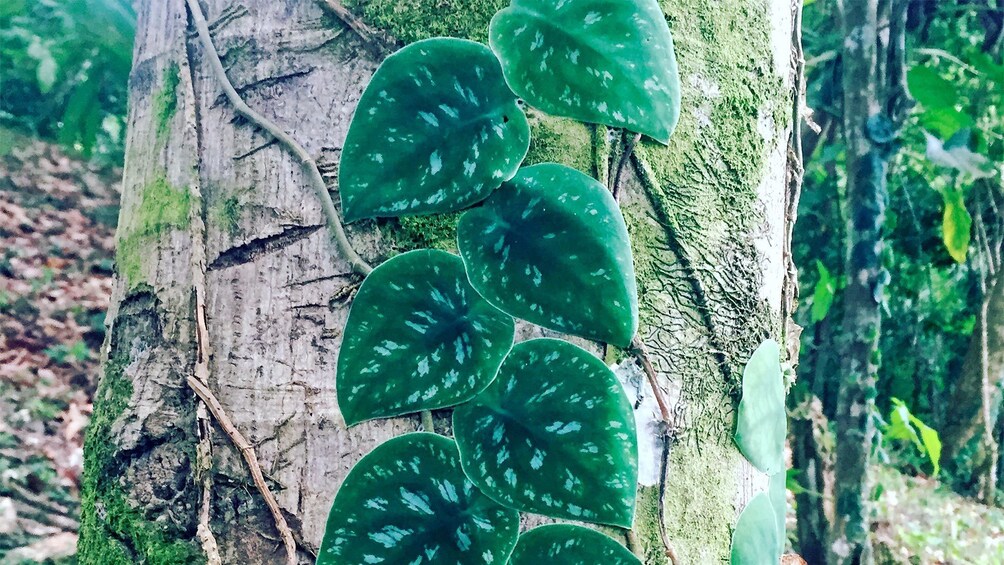 Interesting trees in Costa Rica, Central America