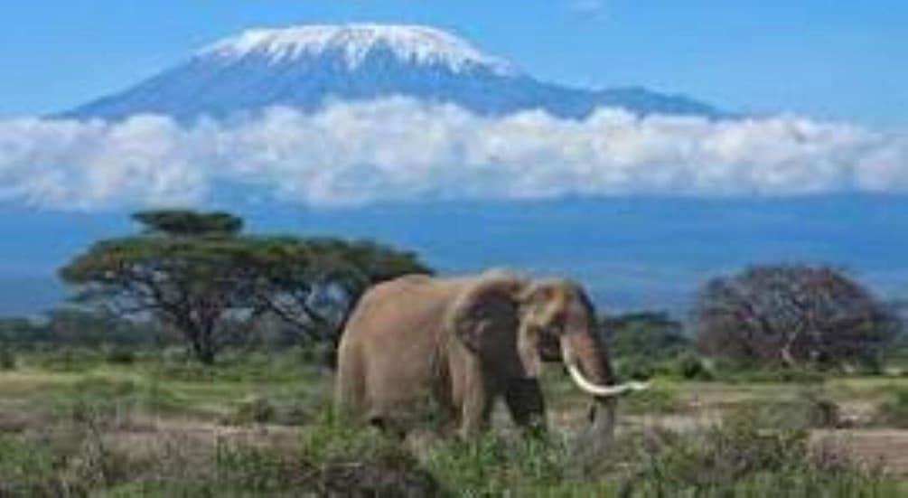 Picture 9 for Activity Mount Kilimanjaro National Park Day Trip