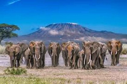 Mount Kilimanjaro National Park Day Trip
