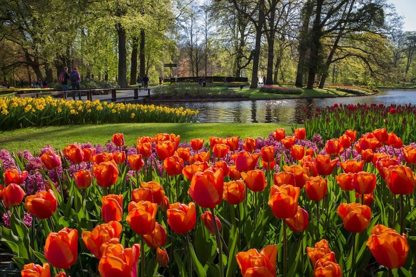 Picture 3 for Activity Amsterdam: Canal Cruise & Keukenhof Ticket with Transfer