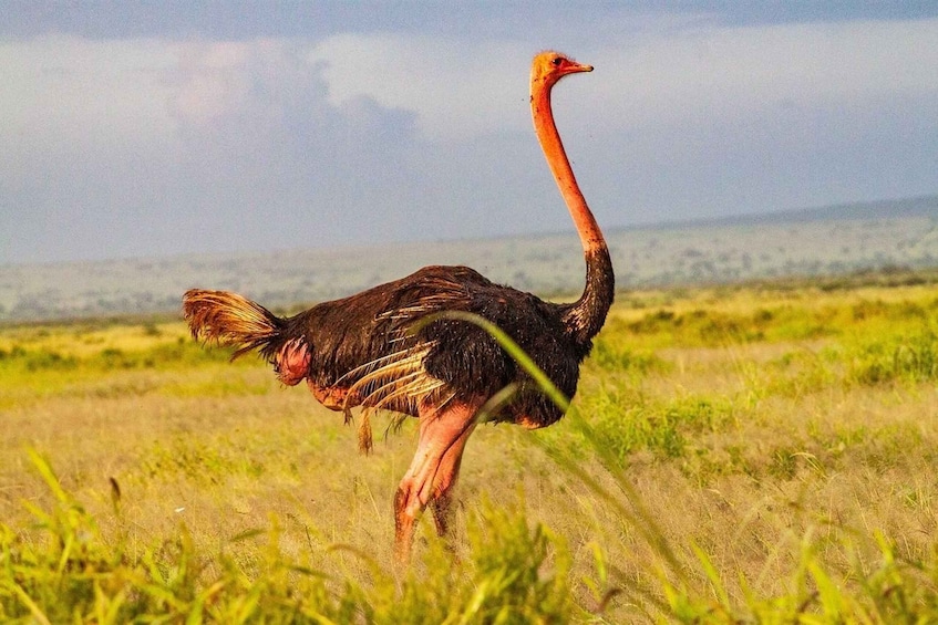 Picture 22 for Activity Day tour to Amboseli National Park