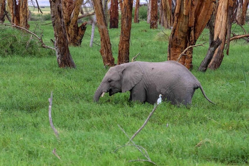 Picture 4 for Activity Day tour to Amboseli National Park