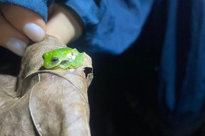 Busca con nosotros ranas de cristal, tenemos 5 tipos en el pacifico y 6 tipos en el caribe.
