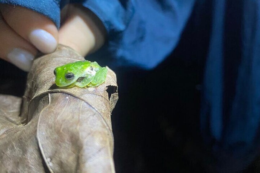 Busca con nosotros ranas de cristal, tenemos 5 tipos en el pacifico y 6 tipos en el caribe.