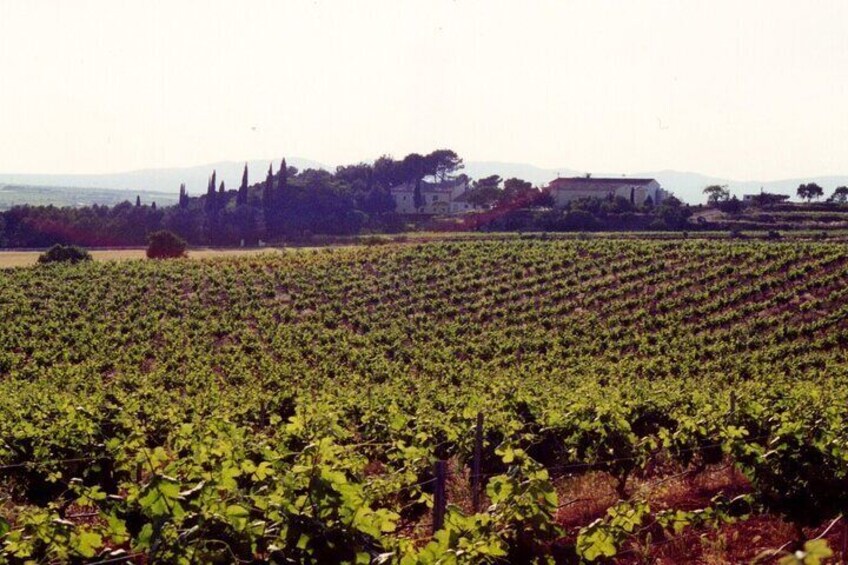 Cheese Factory Workshop with Wine Tasting in Requena, Valencia