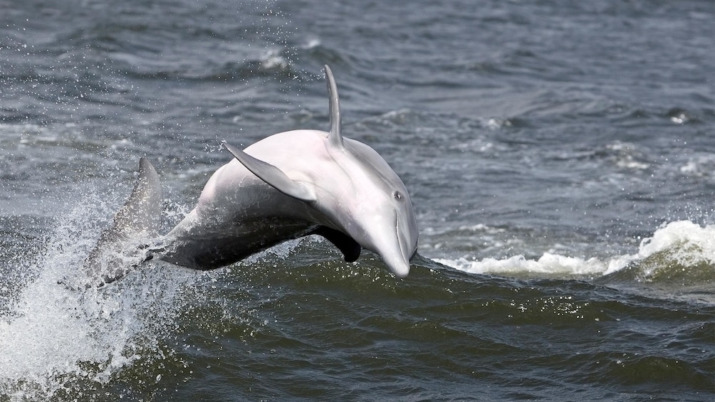 Dolphin Cruise in Hilton Head, SC