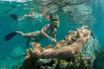 Lime Out Snorkel from Frenchman's Reef