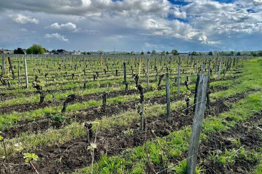 A Private Wine Tour at Château Labrie