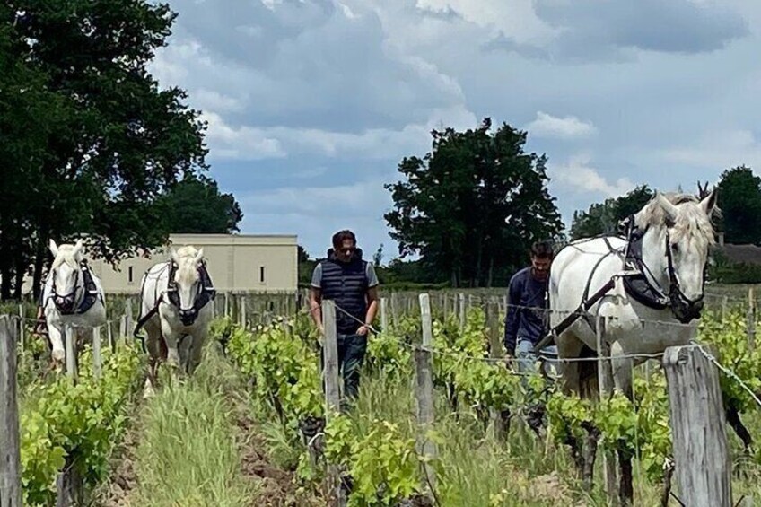 A Private Wine Tour at Château Labrie