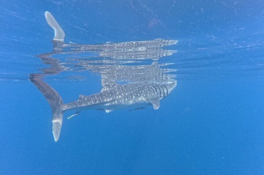 Whale sharks, are commonly find from April to October, around the daymaniats islands and on the way going to islands, save the dates and contact us to snorkel with them..