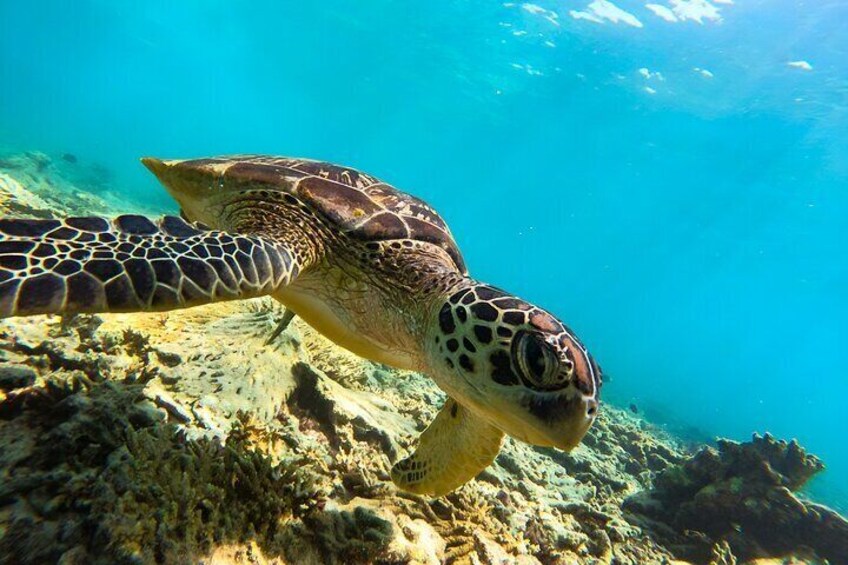 Snorkeling Experience at Ad Daymaniyat Islands in Muscat