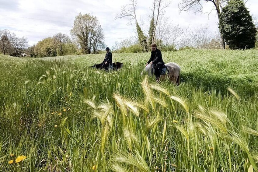 2 hour horseback ride for experts in Valgraziosa (Pisa)